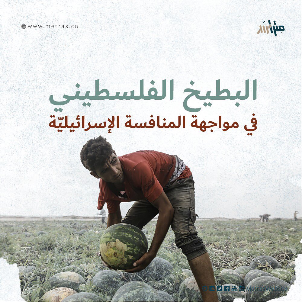 البطيخ الفلسطيني في مواجهة المنافسة الإسرائيليّة