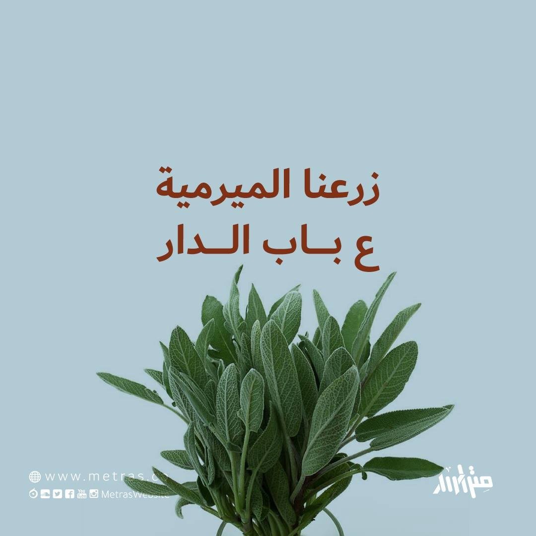 زرعنا الميرمية ع باب الدار
