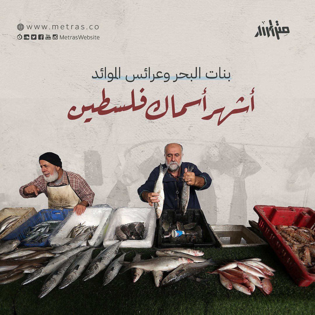 بنات البحر وعرائس الموائد..  أشهر أسماك فلسطين