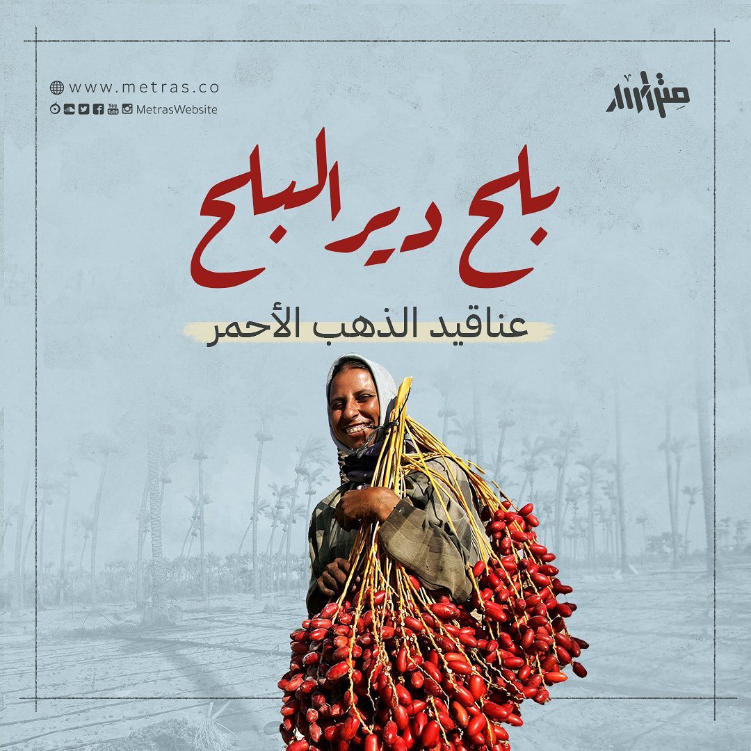 بلح دير البلح .. عناقيد الذهب الأحمر