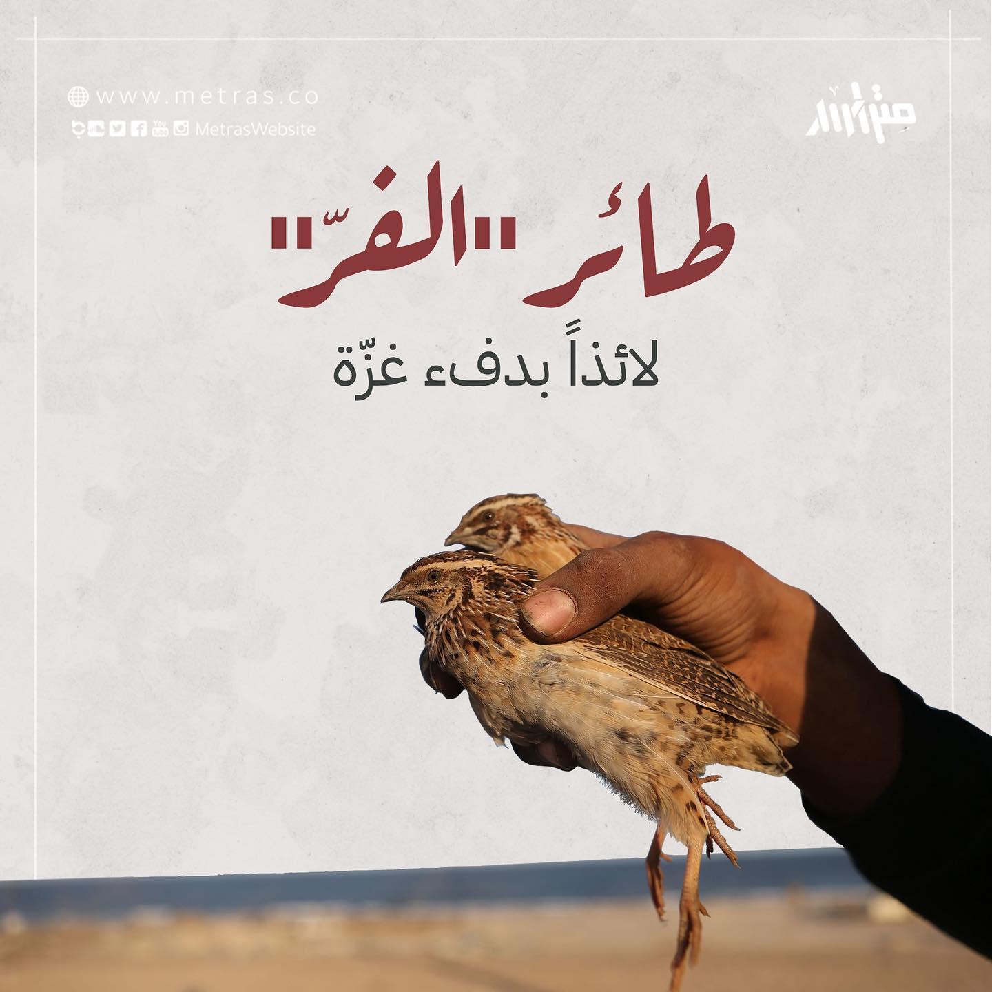 طائر "الفرّ" لائذاً بدفء غزّة