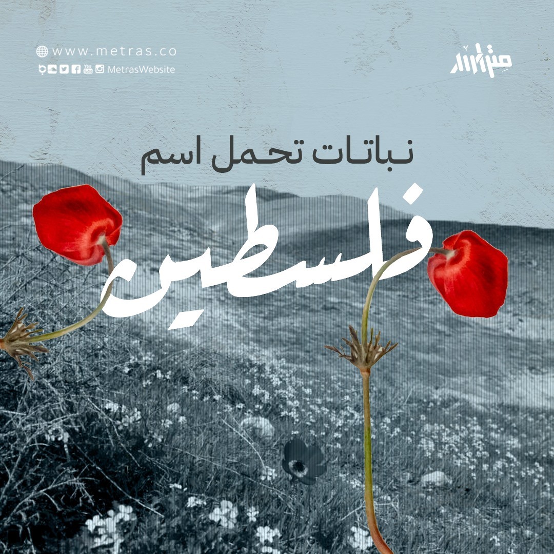 نباتات تحمل اسم فلسطين