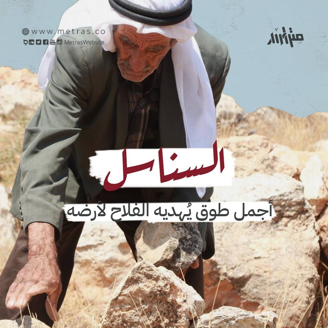 السناسل: أجمل طوقٍ يُهديه الفلاح لأرضه