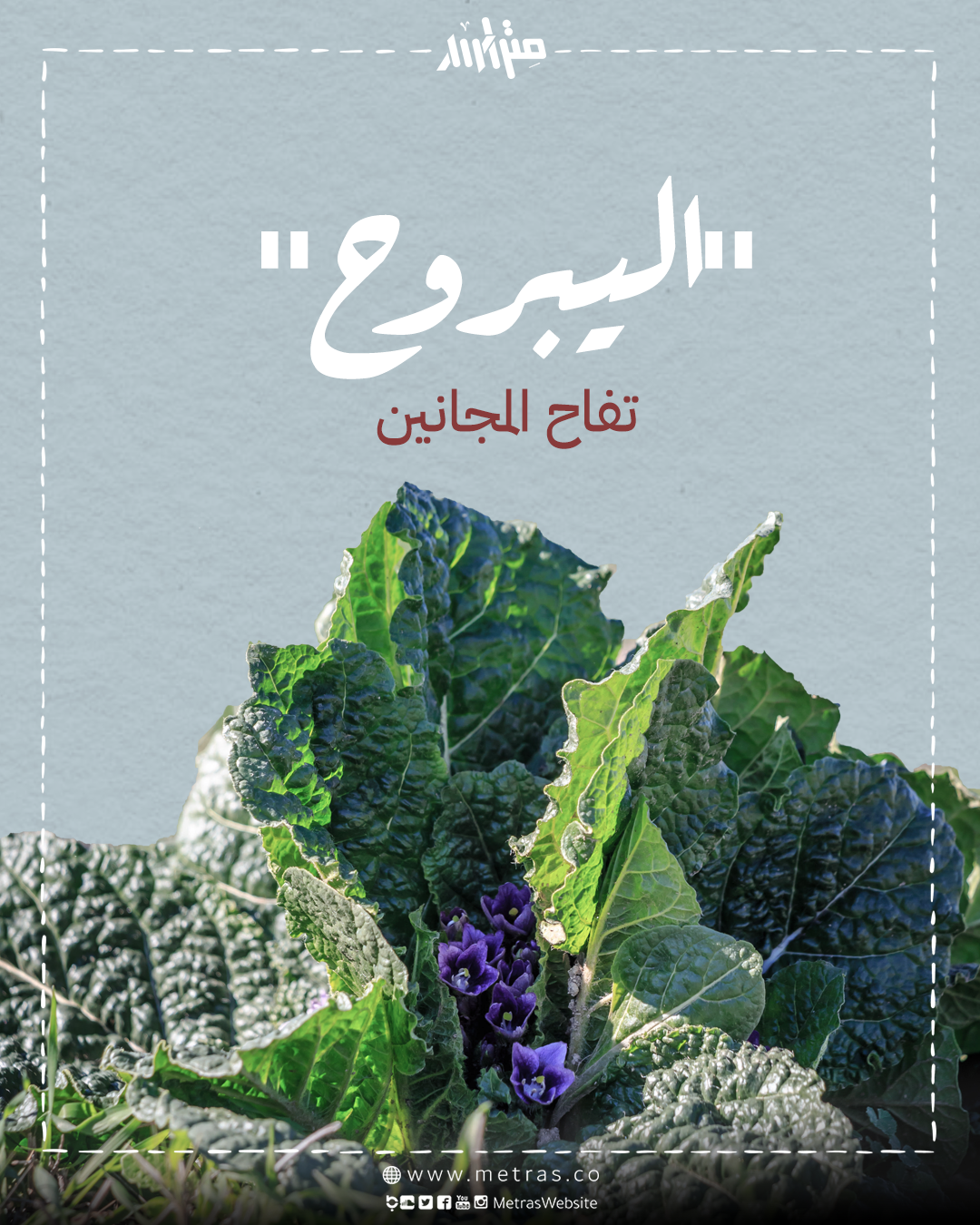 "اليبروح": تفاح المجانين