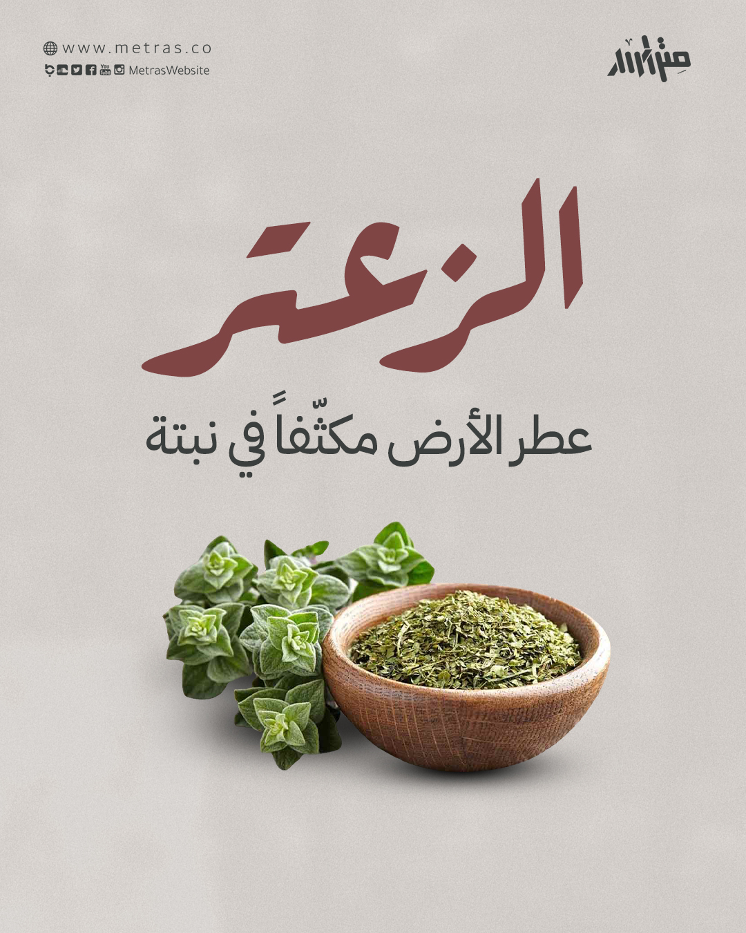 الزعتر.. عطر الأرض مكثّفاً في نبتة