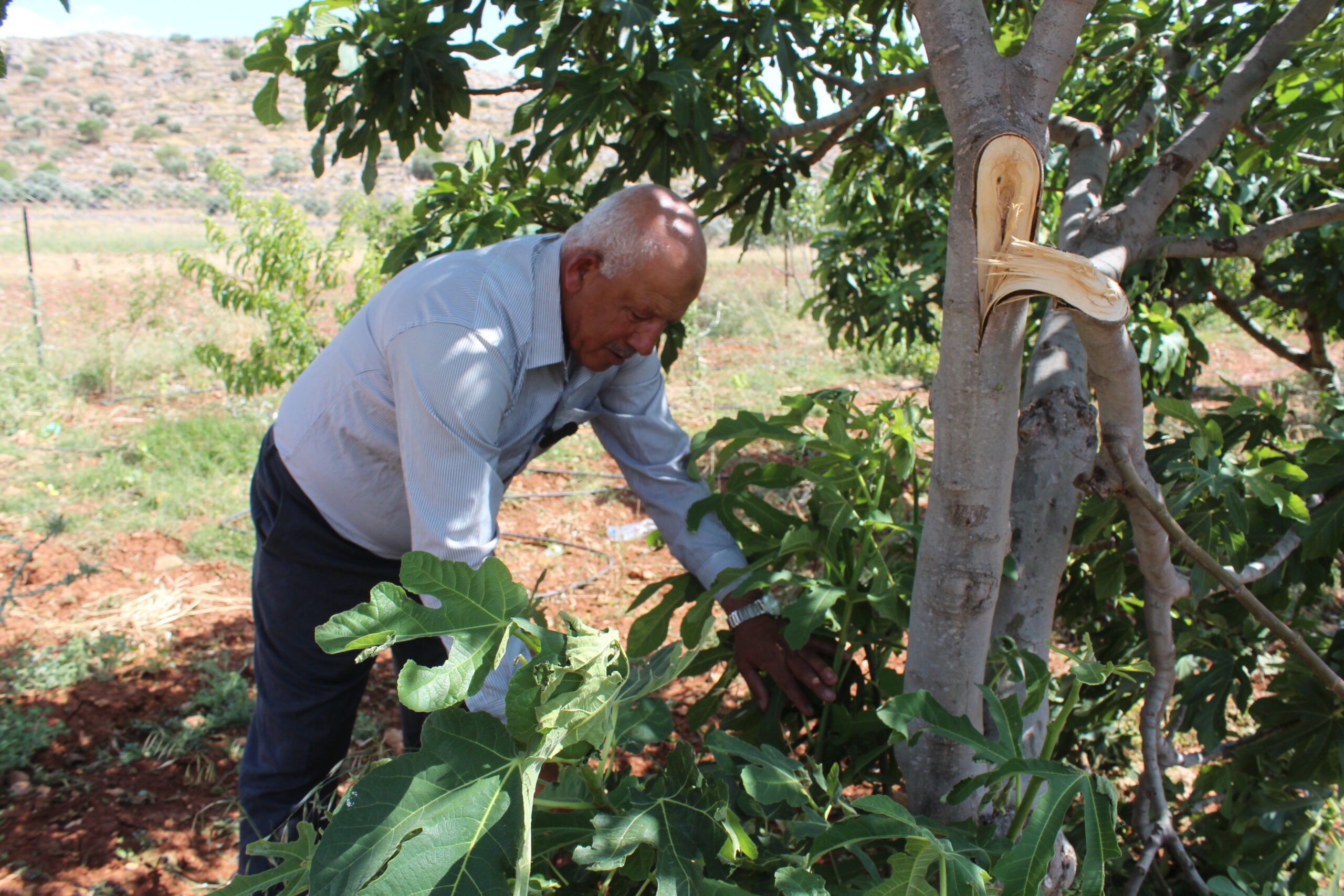 الستينيّ ياسر يتفقد شجرة من أشجار التين في أرضه، اعتدى عليها المستوطنون. (عدسة: شذى حماد).