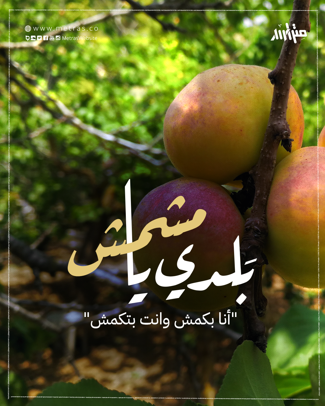 بَلدي يا مشمش.. "أنا بكمش وانت بتكمش"