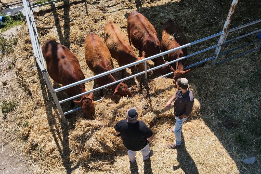 أعضاء من منظمة "بناء إسرائيل" أمام البقرات الحمر في مزرعة بالقرب من بيسان، التقطت الصورة بتاريخ 27 نيسان/ أبريل 2023 (وكالة الصحافة الفرنسية).