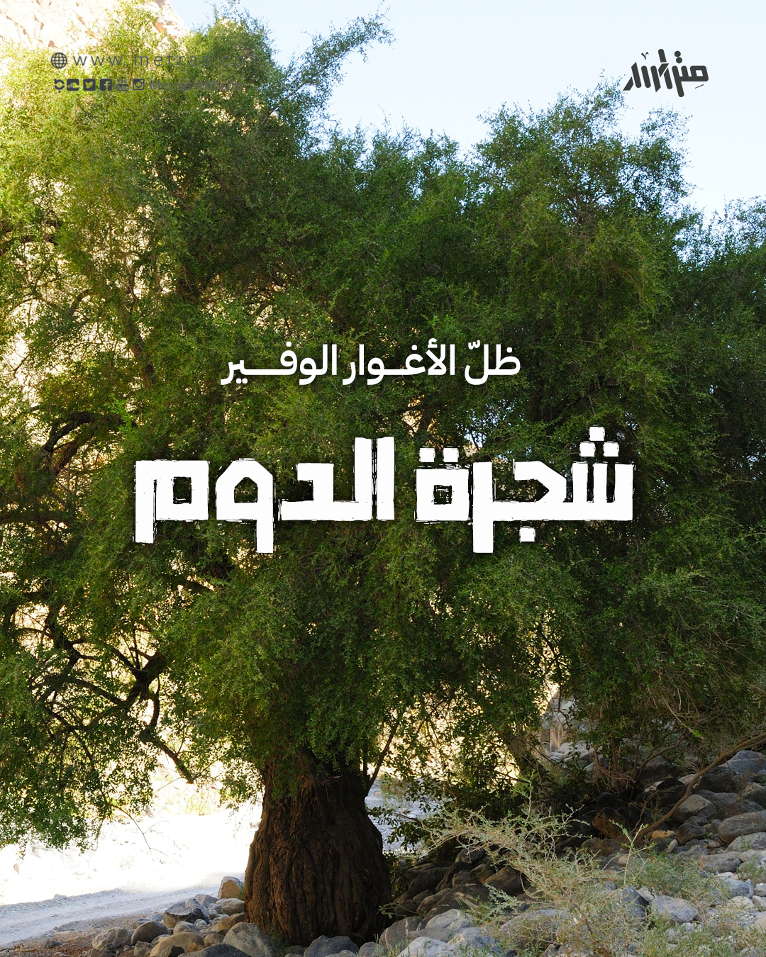 ظلّ الأغوار الوفير.. شجرة الدوم