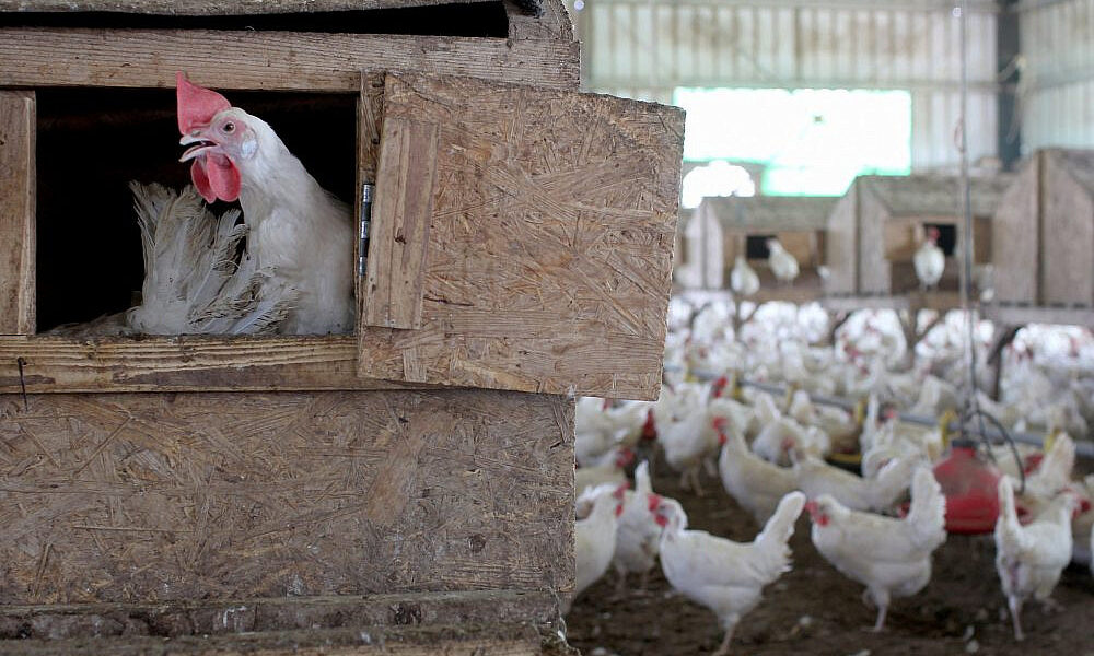 بورصة "الذهب الأبيض"